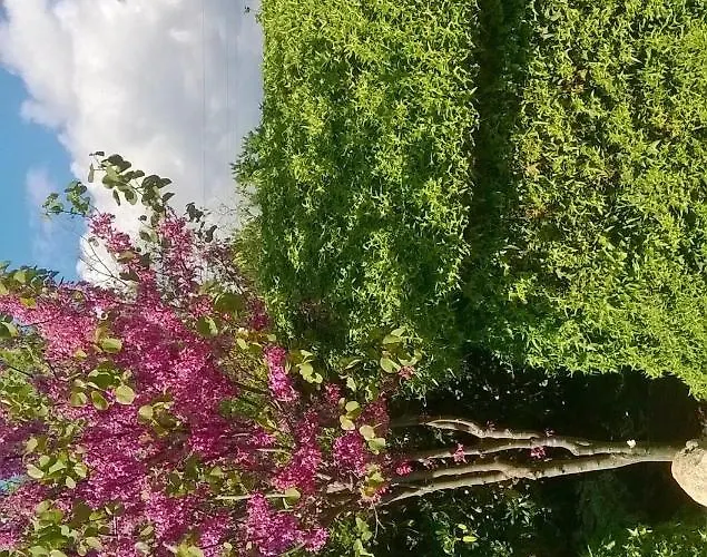 Tatil Evi Casetta Olivetta *